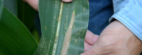 corn_diseases_are_are_scouting_1_635427565762628000.JPG