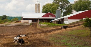 farm scene with cows
