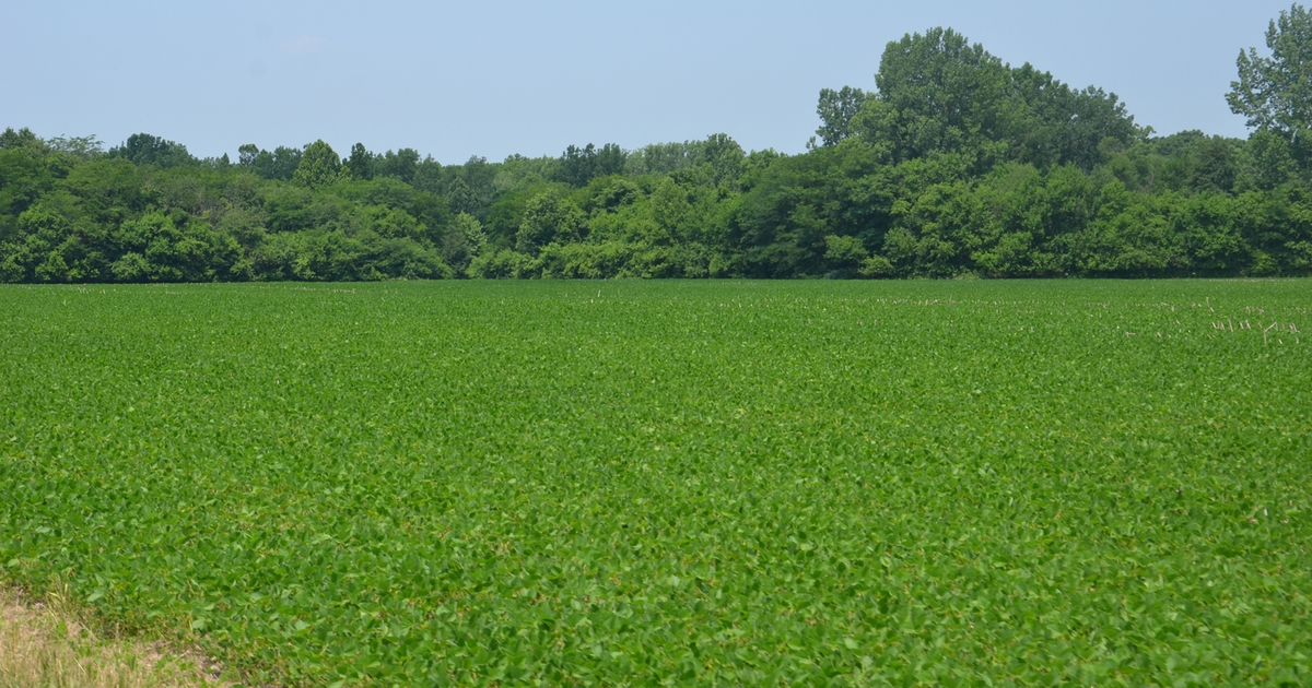 How deep can soybeans be planted?