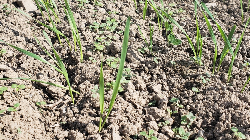 Close up view of weed growth in soil Close up view of weed growth in soil