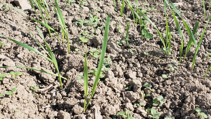 Close up view of weed growth in soil