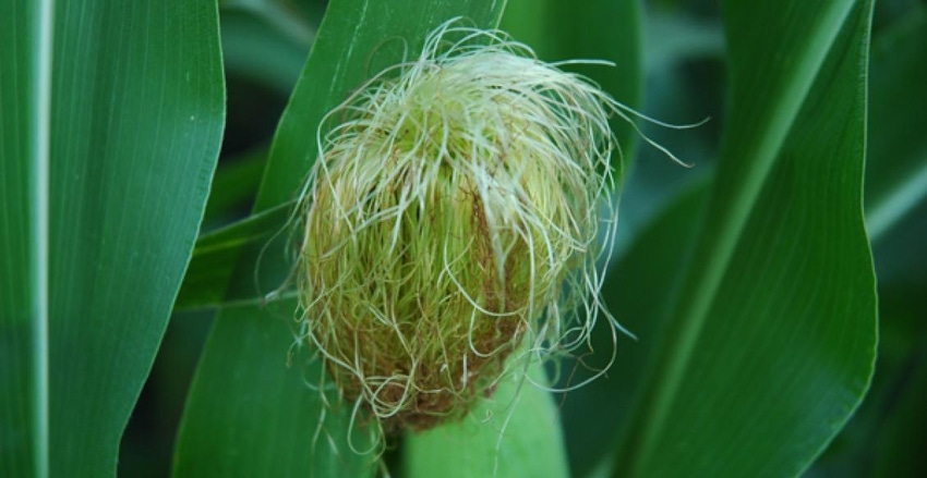cornsilk1_2.jpg cornsilk1_2.jpg