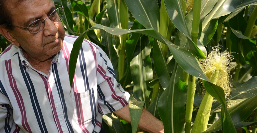 Dave Nanda looking at ears of corn