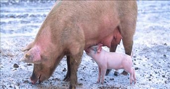 Wheat and hog checkoffs check in