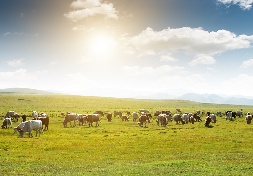 Cows grazing under sunny sky