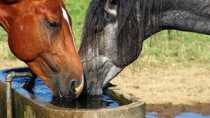 Horses drinking water out of a trough