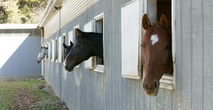Horses in stable looking out their stalls.