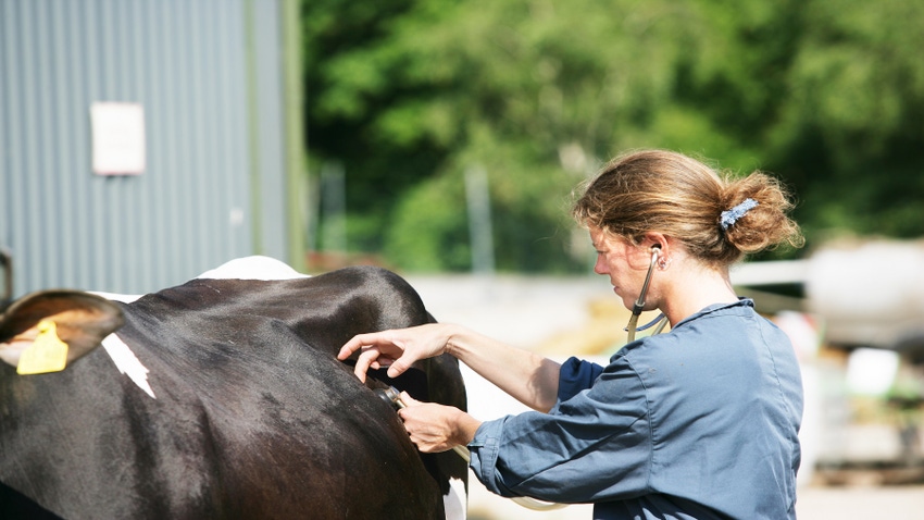 Veterinarian checking dairy cow