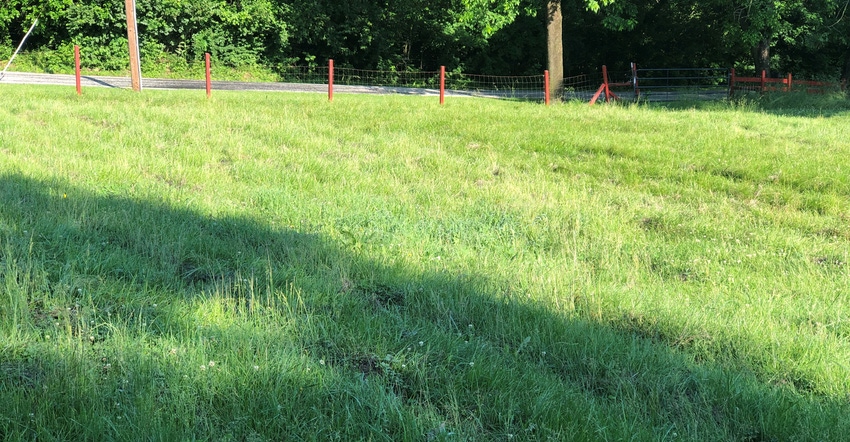 field of forage grasses