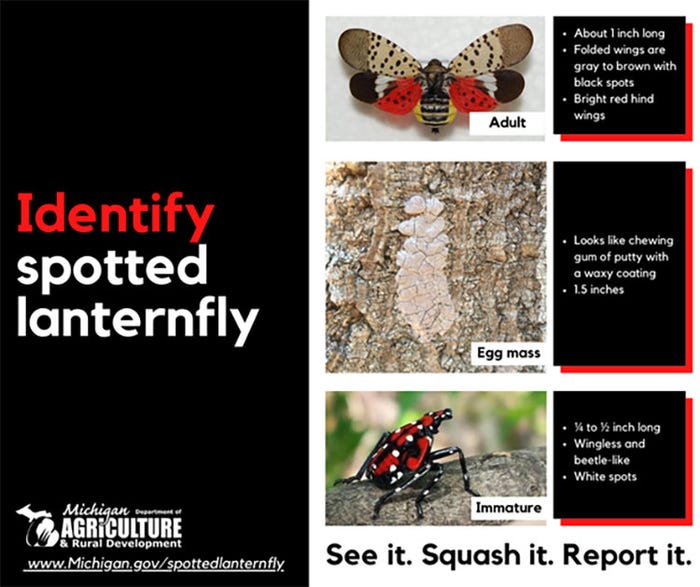 MDARD - A graphic detailing how to identify a spotted lanternfly