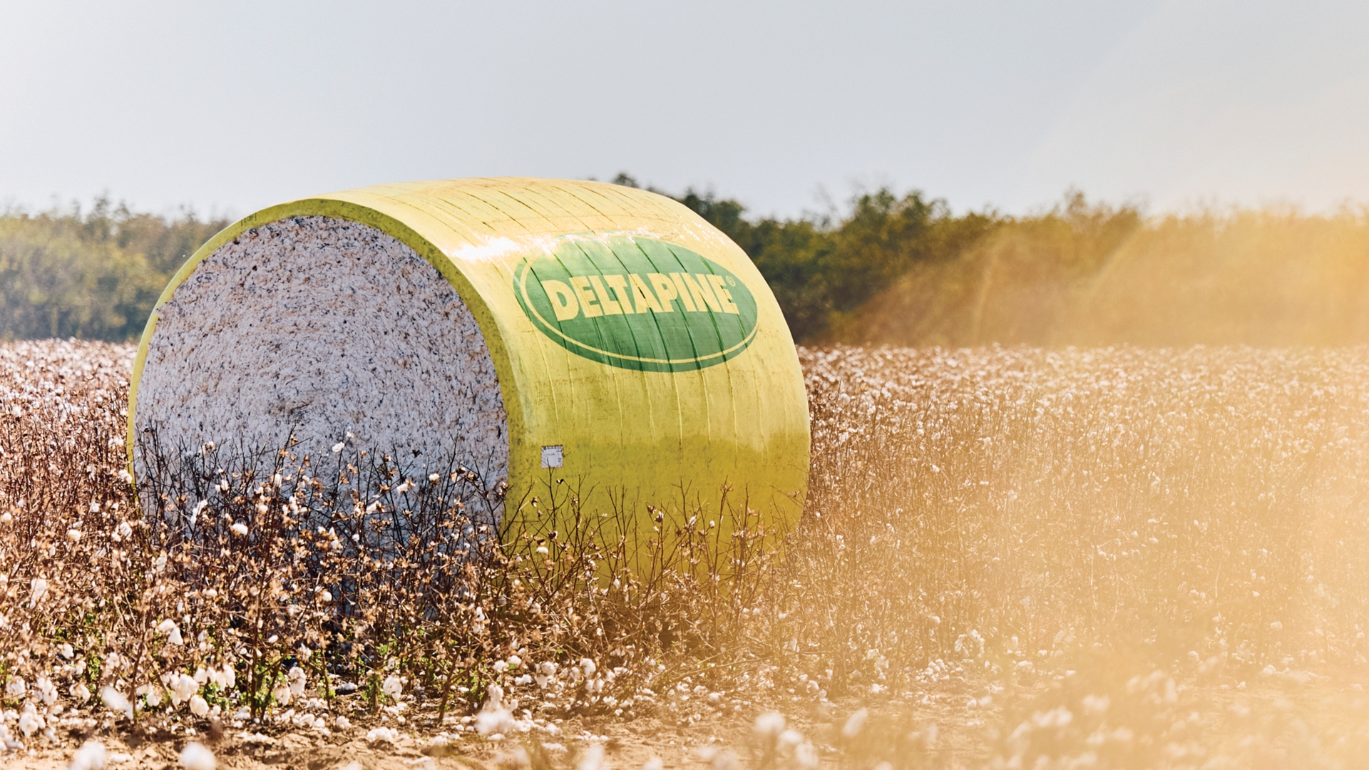 Plant for consistent highend yield potential in 2025