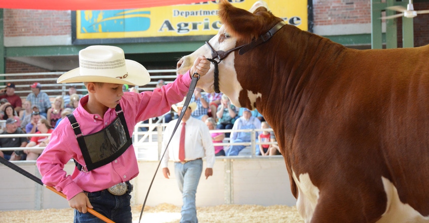 Young competitor showing beef cow