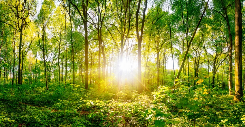 sun shining through green forest