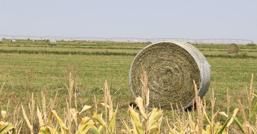 Bales of alfalfa