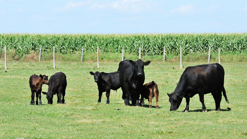 Black Angus cattle with several calves on a pasture