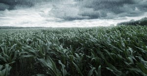cornfield during rain storm
