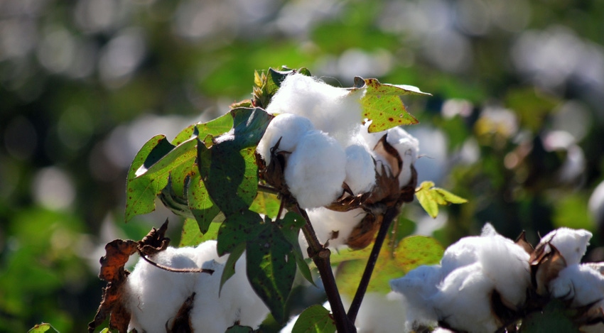 cotton-crop-georgia-2019-a-1.jpg