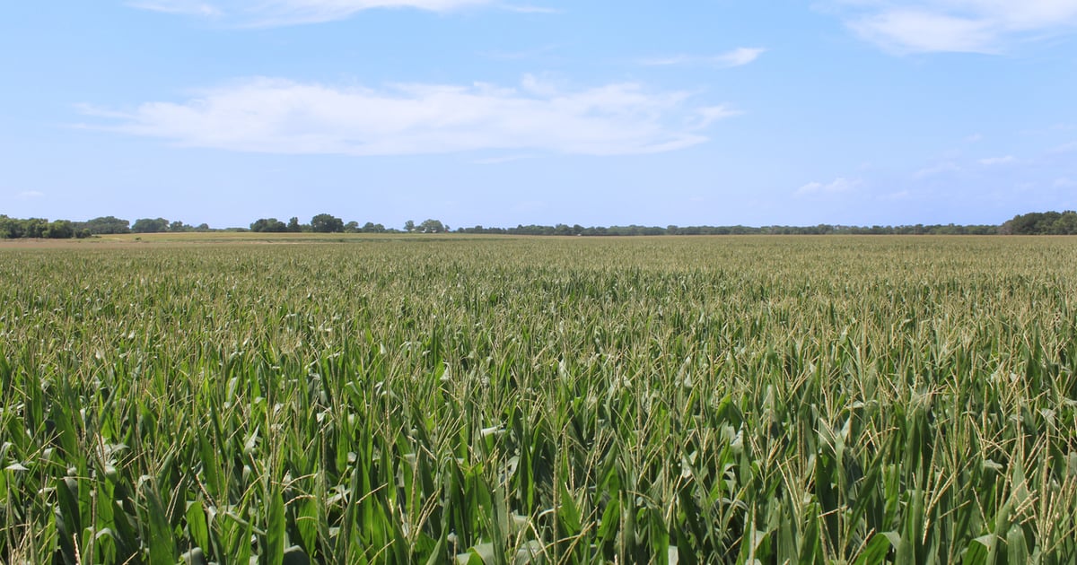 Josh Roe joins Kansas Corn Growers Association