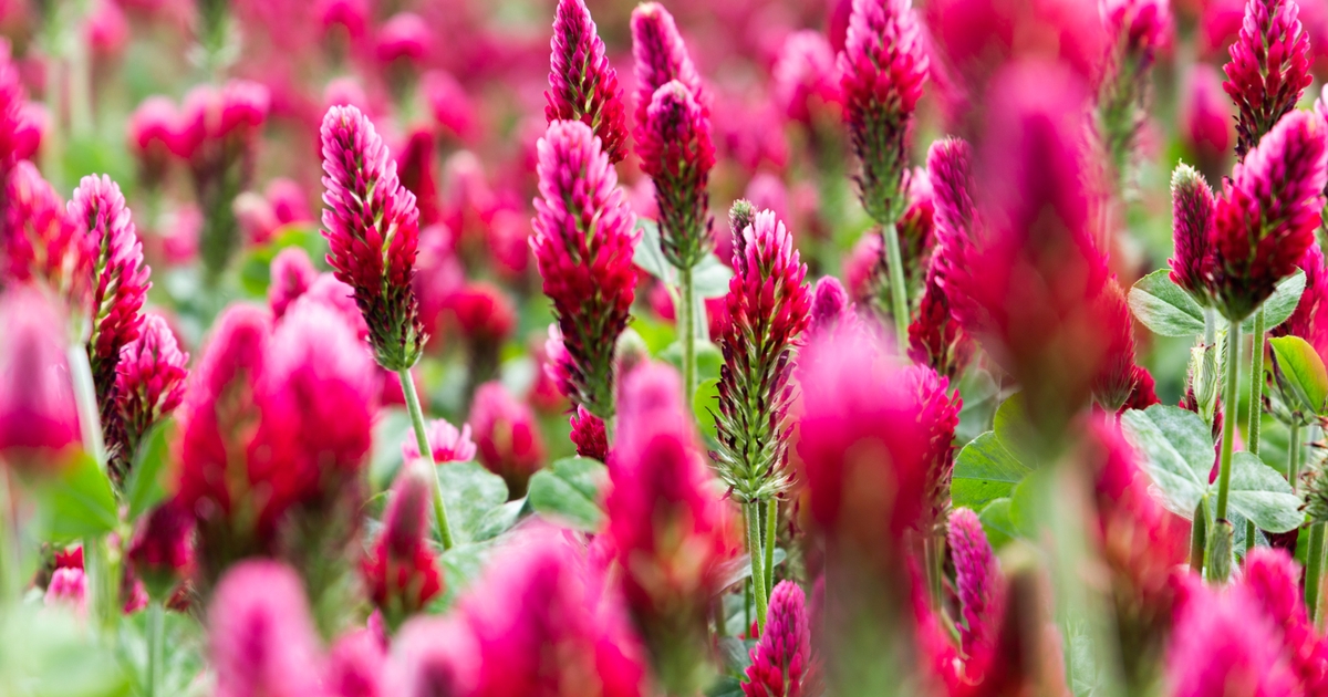 Plan cover crops field by field