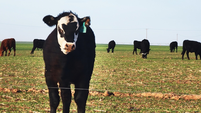 cattle-grazing