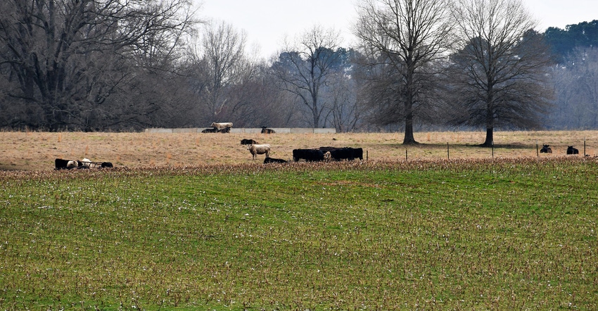 dfp-adismukes-sledge-taylors-cattle-for-online.jpg dfp-adismukes-sledge-taylors-cattle-for-online.jpg