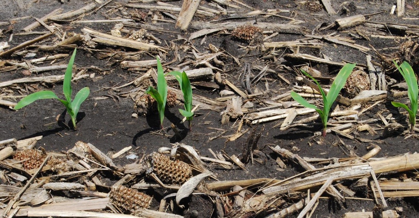 No-till and cover crops with corn plants emerging