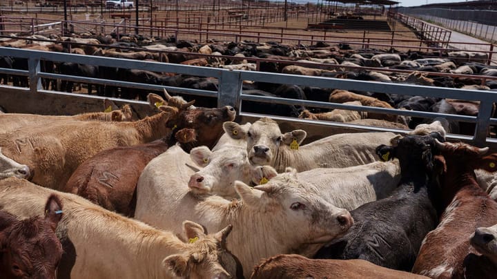 JBS sees Mexican cattle imports and restructuring boosting U.S. beef margins