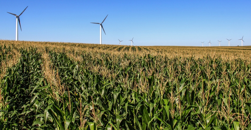 wind turbines in cornfield