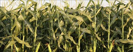 purdue_university_review_modern_corn_hybrids_are_resilient_1_635930364701028000.jpg