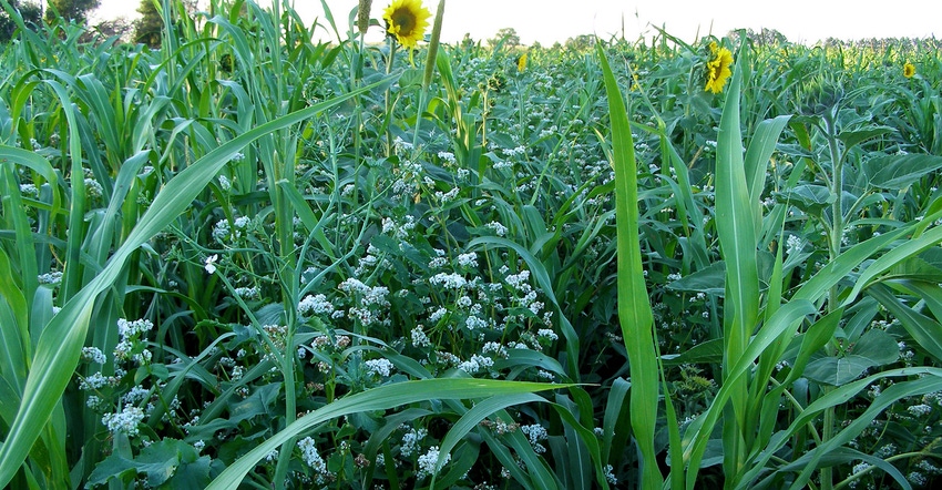 several different cover crops mixed into farm field