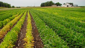 Don't let SCN lower soybean yields