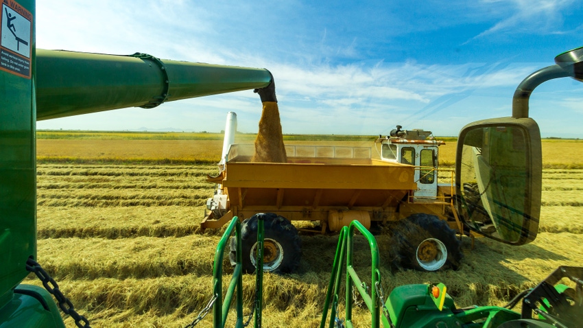 California rice California rice