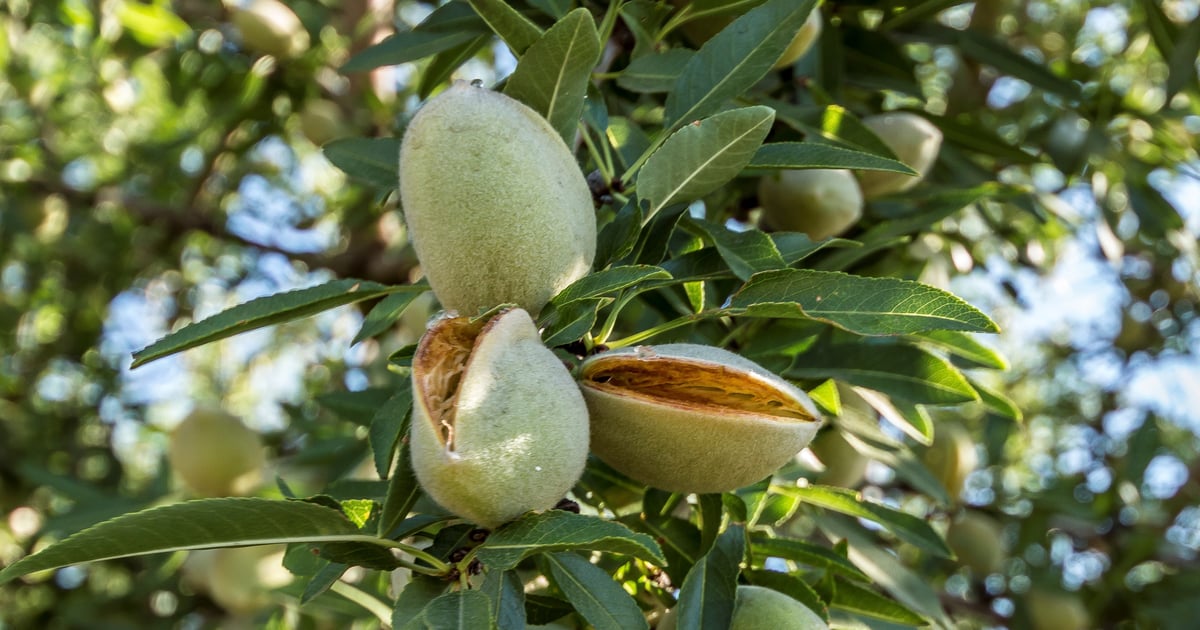 Fresno County tops nation in agricultural output