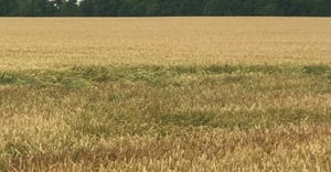 wheat field with wind damage