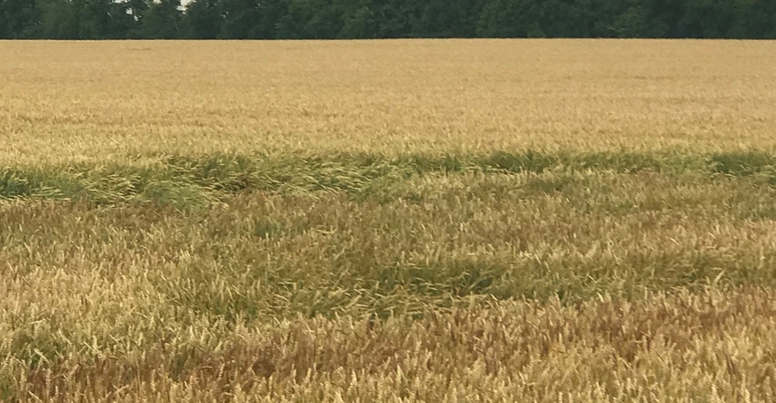 wheat field with wind damage