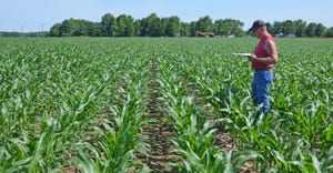 Pete Illingworth, part of the Throckmorton farm crew, helps measure corn plant populations in a field trail