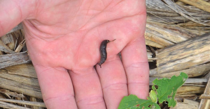 hand holding slug