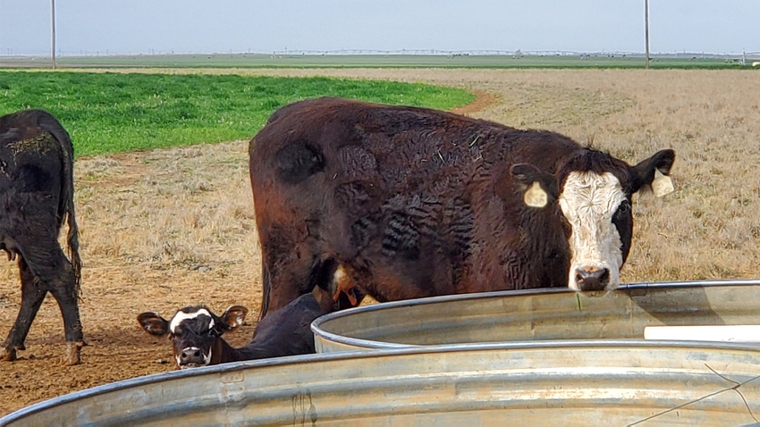 calf-wheat-grazing