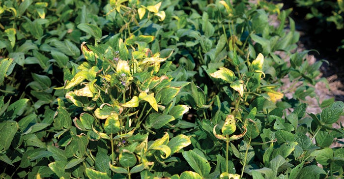 soybeans-potassium-deficiency-nick-kordsmeier-uark-2.jpg