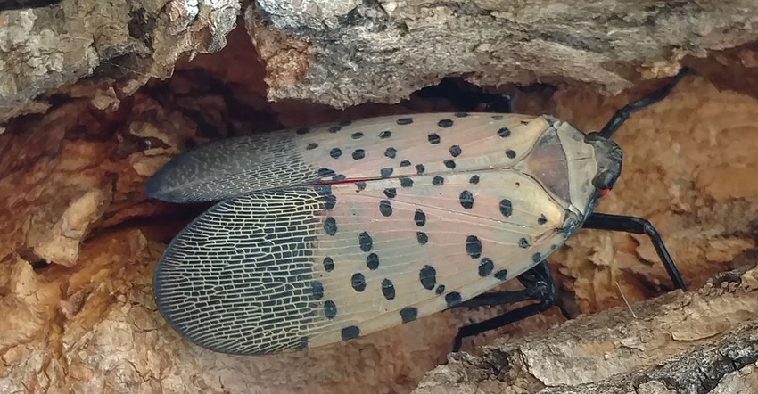 GL0909-PSU-spotted-lanternfly.jpg GL0909-PSU-spotted-lanternfly.jpg