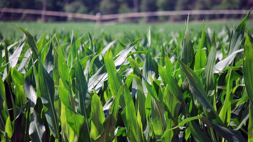 Corn field with irrigation in background.