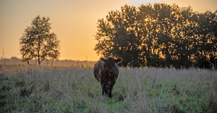 cow in pasture at sunset