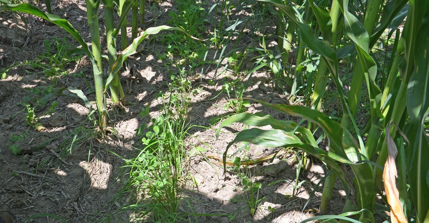 cover crop under corn plants