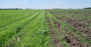 Close-up of cover crops