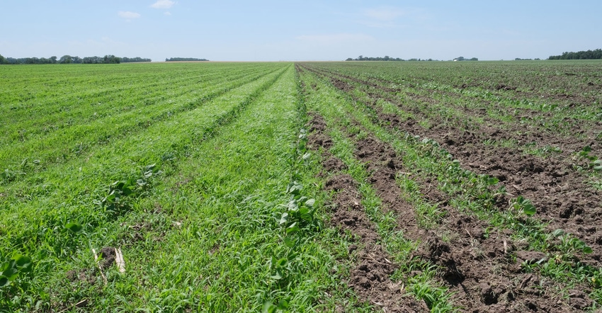 Close-up of cover crops Close-up of cover crops