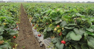 WFP-hearden-berries-crop-report.JPG