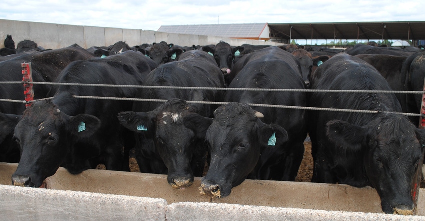 Beef cattle at feeder Beef cattle at feeder