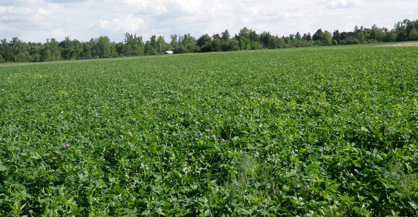 Field of red clover