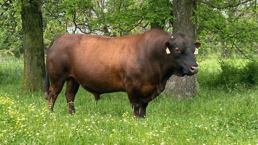 Bull in wooded area