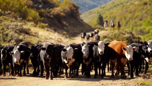 Cowboys herding beef cattle
